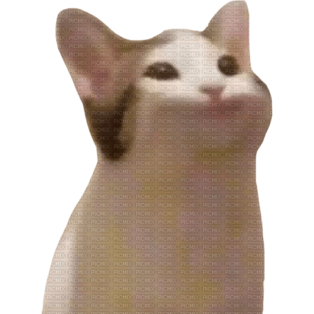 Popcat PNG HD Image PNG All PNG All