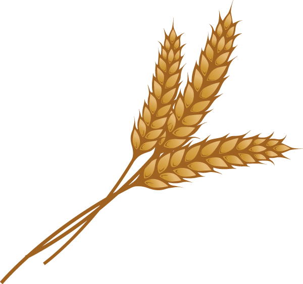 Wheat PNG Transparent Images PNG All