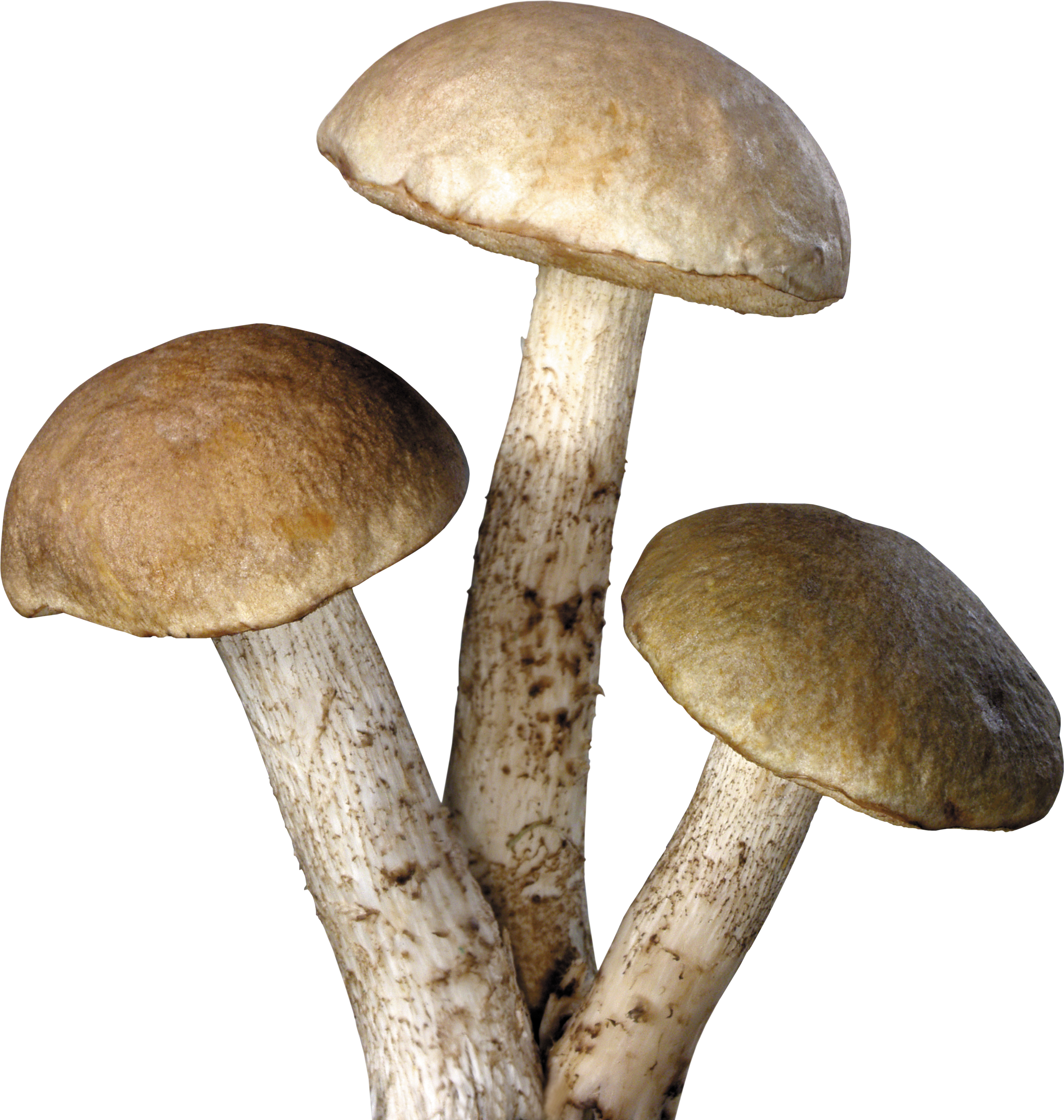 Mushroom Png Transparent Images Png All