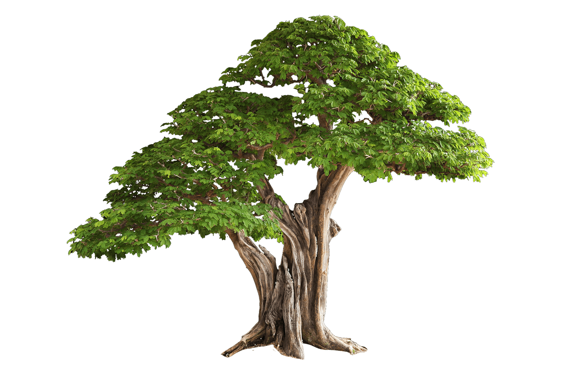 Tree PNG Transparent Images | PNG All