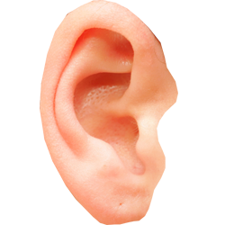 Ear-PNG-Pic.png