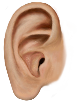 Ear PNG All PNG All