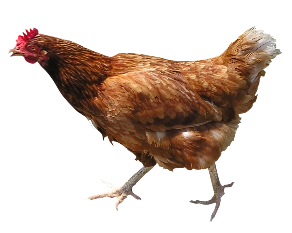 Hen PNG Picture PNG All PNG All