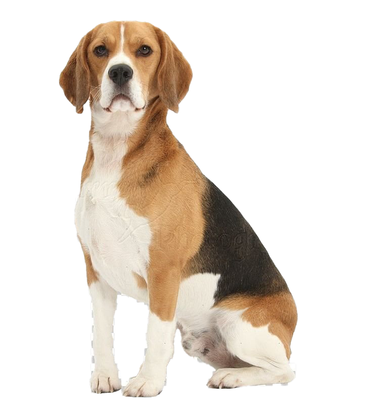 Beagle Dog Png Free Download Png All