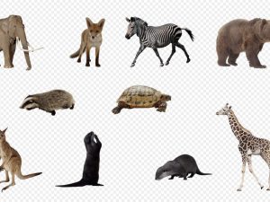 Diverse PNG images categorized by topic Animals