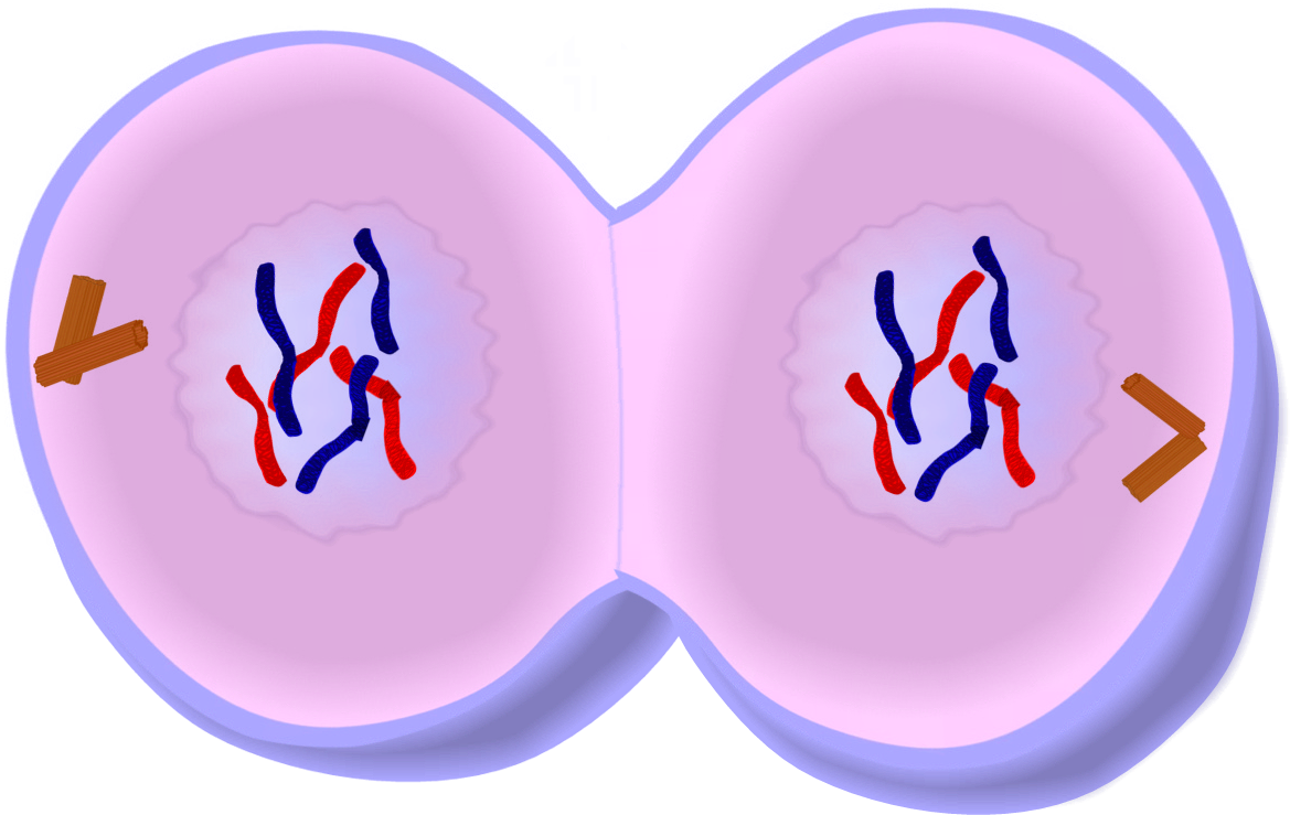 Clipart PNG de cellules corporelles