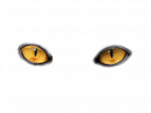 Cat Eyes PNG HD Image