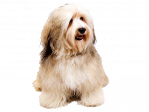 Dog Pet PNG Photo