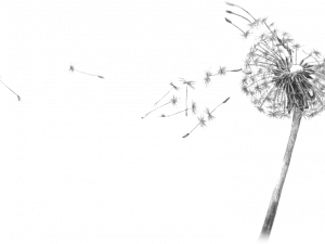 dandelion seeds, blowing dandelion, nature beauty, floral decoration, Drawing PNG