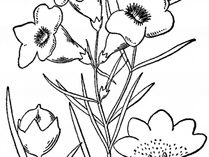 flower illustration, botanical drawing, vintage floral art, monochrome flowers, Drawing PNG