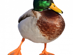 Mallard No Background