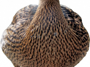 Mallard PNG Background