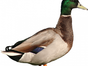 Mallard PNG Clipart