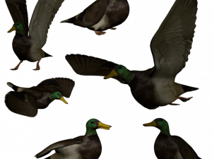 Mallard PNG Cutout