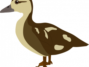 Mallard PNG Free Image