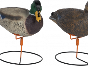 Mallard PNG Image