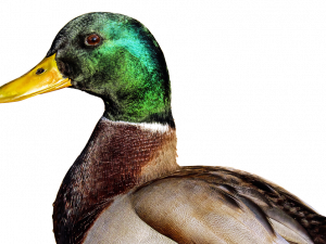 Mallard PNG Image HD