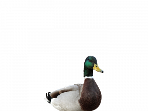 Mallard PNG Images HD