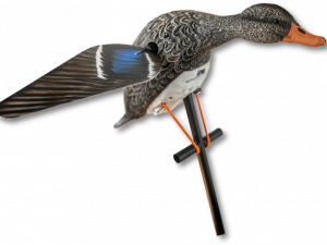 Mallard PNG Photo