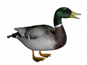 Mallard PNG Photos