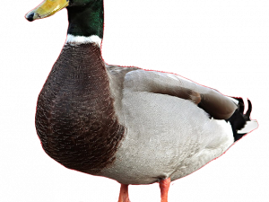 Mallard PNG Pic