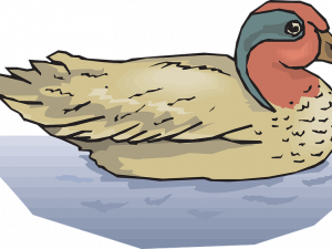 Mallard Vector PNG Clipart