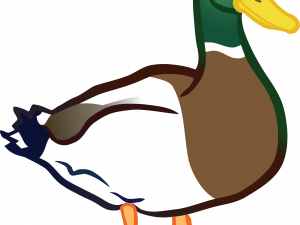 Mallard Vector PNG HD Image