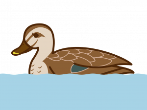 Mallard Vector PNG Image