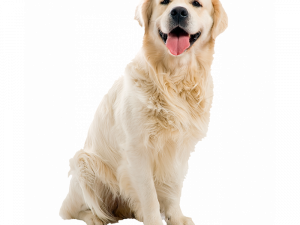 Pet PNG HD Image