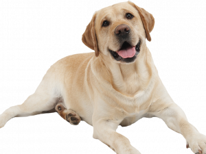 Pet PNG Image HD