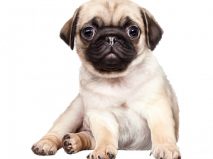 Pet PNG Photo Image