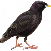 Burung Starling Transparan