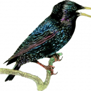 Starling PNG Kesim