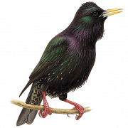 Starling PNG -afbeelding HD