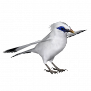 Foto Starling PNG