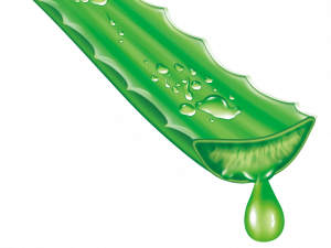 Aloe Vera PNG Image