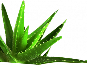 Aloe Vera PNG Image HD