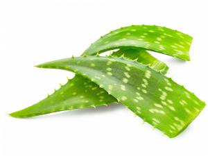 Aloe Vera PNG Pic0