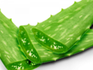 Aloe Vera PNG Pic2