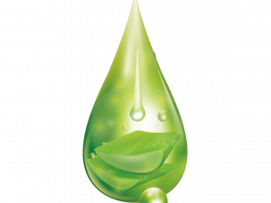 Aloe Vera PNG4