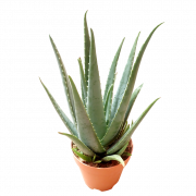 Aloe vera png6