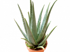 Aloe Vera PNG6