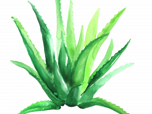 Aloe Vera PNG8