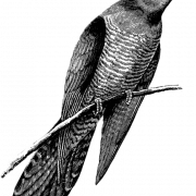 Kuckucksvogel Cuculus Canorus PNG Ausschnitt