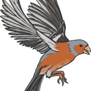 Cuckoo Burung Cuculus Canorus Png Image HD