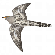 Cuckoo Bird Cuculus canorus transparan