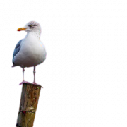 Kuckucksvogel PNG Foto