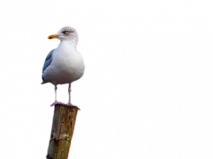 Cuckoo Bird PNG Photo