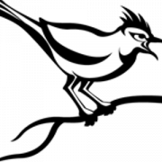 Kuckucksvogel Wildlife PNG -Datei