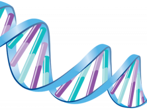 DNA Genetic PNG Picture